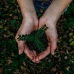 hands holding small plant seedling in soil